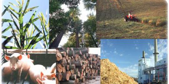 Indonesia gandeng Finlandia kembangkan energi biomassa