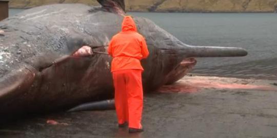 Mati terdampar, bangkai paus ini meledak