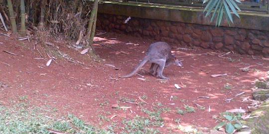 4 Ekor kanguru yang tersisa di Ragunan kondisinya mengenaskan
