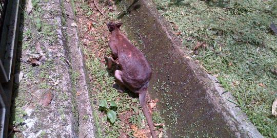 Diserang anjing liar, kanguru di Ragunan mati karena pendarahan