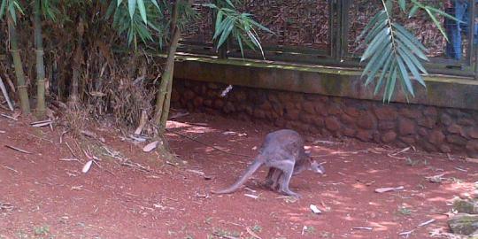 14 Kanguru mati diserang anjing liar, Ragunan perketat patroli
