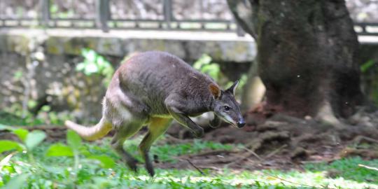 Ini 4 kanguru di Ragunan yang selamat dari serangan anjing liar