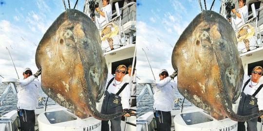 Pemancing ini daratkan ikan purba langka dengan berat 400 kg