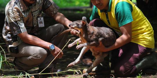 Kanguru Australia di Ragunan selamat tak dimangsa anjing liar