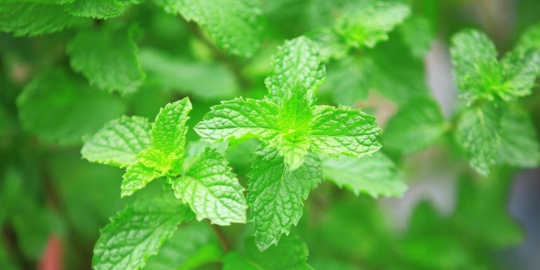 perut sering kembung? atasi dengan 5 cara ini!