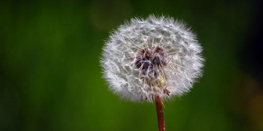 Ngeri telinga gadis ini ditumbuhi bunga dandelion 