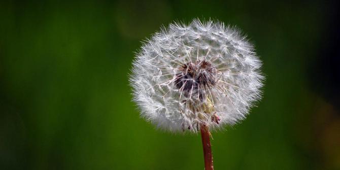 Ngeri Telinga Gadis Ditumbuhi Bunga Dandelion Merdeka Gambar