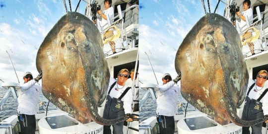 berhasil ditangkap pemancing rev1