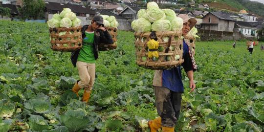 Banyak petani gurem jual lahan dan alih profesi