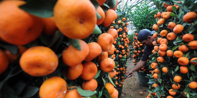 Petani jeruk Indonesia | Sumber: Merdeka.com