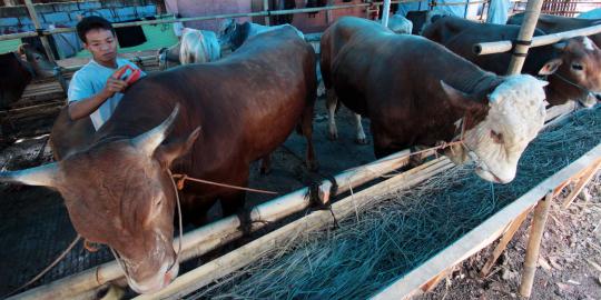 Populasi sapi serta kerbau di Maluku dan Papua minim