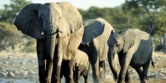 Seratus ribu gajah Afrika bakal punah
