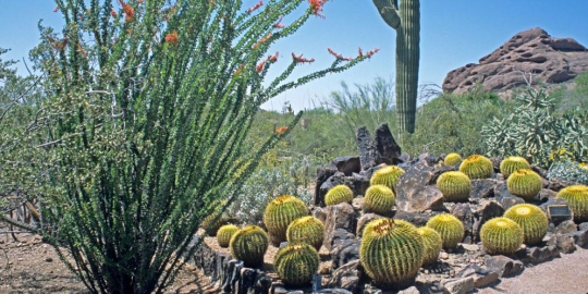 gardens phoenix arizona