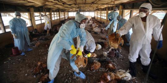 Hong Kong karantina 17 orang kena flu burung