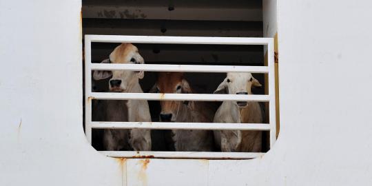 Bulog dukung pemerintah lepas dari 'penjajahan' sapi Australia