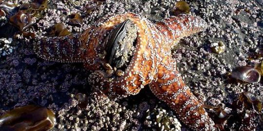 Kerang laut diprediksi punah dalam beberapa tahun lagi