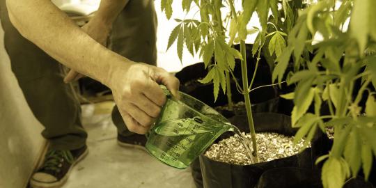 Uruguay legalkan budidaya tanaman ganja di rumah