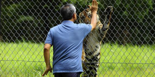 Diberi makan ayam, harimau di vila 90 jadi jinak dan takut air