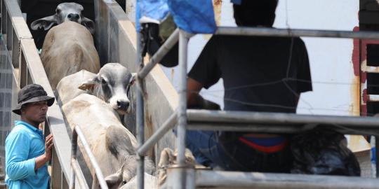 Pemerintah cuma gertak hentikan impor sapi Australia