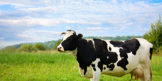 mencari pasar ekspor besar rev2