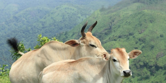 indonesia mandiri daging sapi rev2