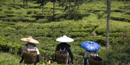 ketahui 5 perbedaan antara teh dan kopi