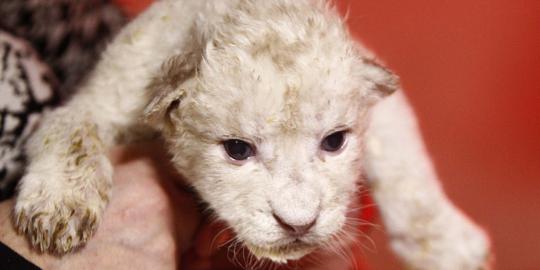 Lucunya 3 bayi singa putih baru lahir di kebun binatang Tbilisi