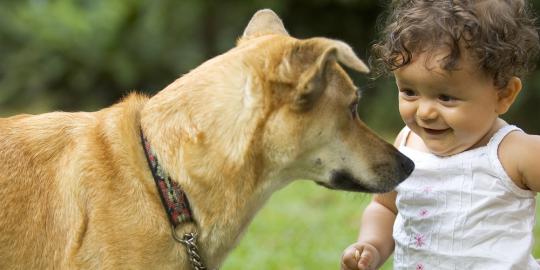 Pelihara anjing bisa lindungi balita dari asma dan alergi