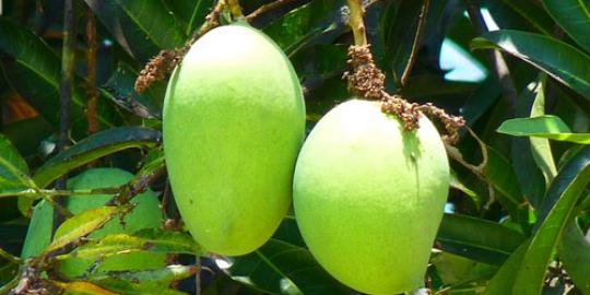 5 Manfaat menyehatkan mengonsumsi mangga muda