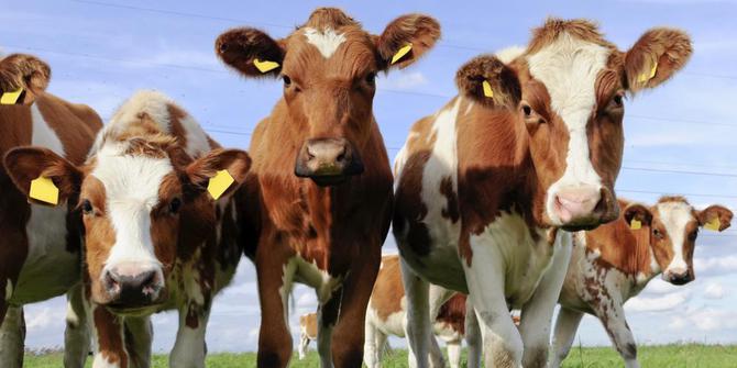 Teknologi ini mampu deteksi sapi siap kawin | merdeka.com