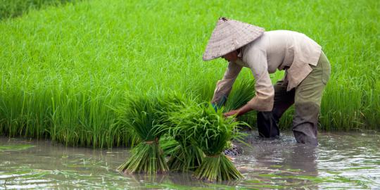 Turuti IMF bisa bikin pertanian Indonesia bergantung asing