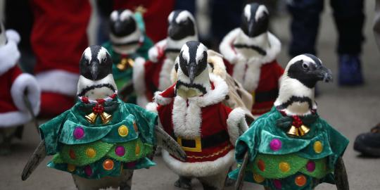 Lucunya aksi penguin berkostum santa claus sambut Natal di Seoul