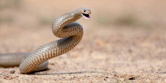 snake rev1