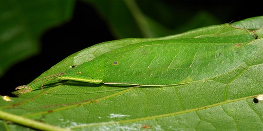 6 hewan dengan kemampuan menyamar terhebat sejagat
