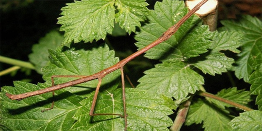 6 hewan dengan kemampuan menyamar terhebat sejagat