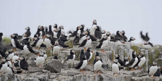 Menengok Pulau Farne, surganya burung dan anjing laut