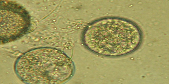 yang hidup dalam tubuh rev1