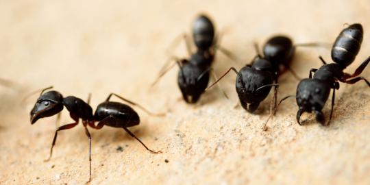 4 Kebiasaan aneh semut, suka bertani hingga pintar matematika