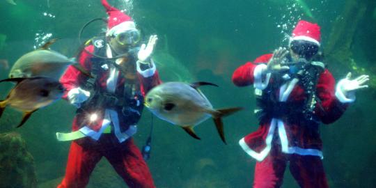 Penyelam berkostum Sinterklas bikin heboh pengunjung Seaworld