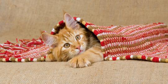 6 Kucing menggemaskan ini punya karir gemilang