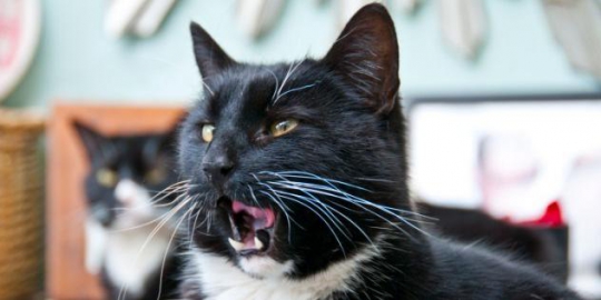 talking cat performer rev1