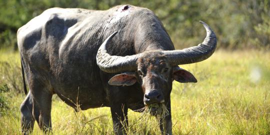 5 Alasan kenapa harus kencani wanita berzodiak Taurus