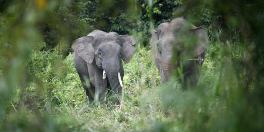 Menengok populasi gajah kerdil Kalimantan yang hampir punah
