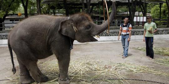 Kondisi gajah Gonzales dan satwa lain di Kebun Binatang Surabaya