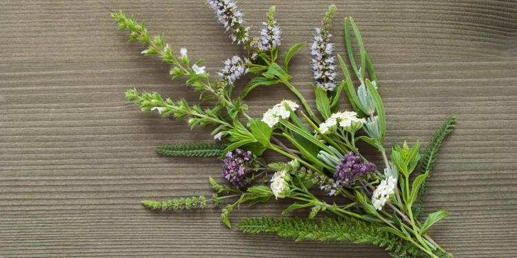 Tanaman Herba Ini Ampuh Bunuh Sel Kanker Dalam 16 Jam Merdeka Com