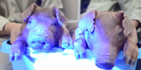 [Video] Ilmuwan China berhasil ciptakan babi yang dapat menyala