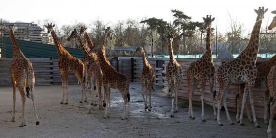 Mengintip kandang jerapah di Paris Zoological Park