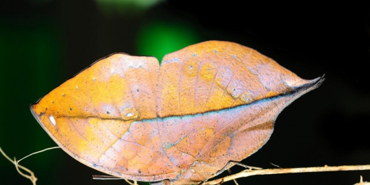 7 fakta yang wajib diketahui online shopper