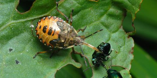 10 Tabiat manusia yang mirip serangga