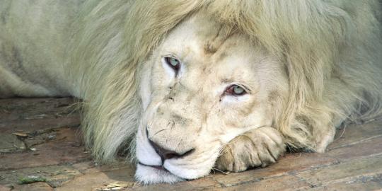 Singa mati tergantung kawat timah di Kebun Binatang Surabaya